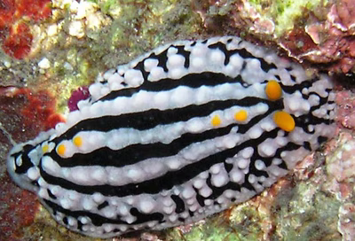 Phyllidia alyta - Phyllidia alyta