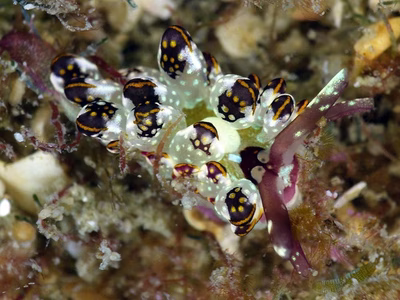 Cyerce kikutarobabai - Cyerce kikutarobabai