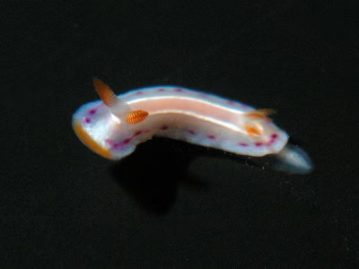 Thorunna florens - Thorunna florens