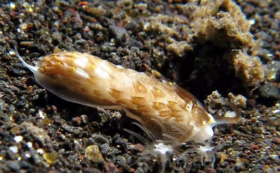 Cerberilla sp. 1 - Cerberilla sp. 1