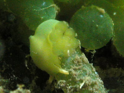 Oxynoe viridis - Oxynoe viridis