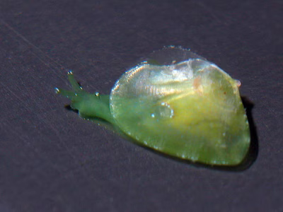 Berthelinia limax - Berthelinia limax