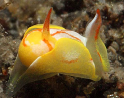 Siphopteron makisig - Siphopteron makisig