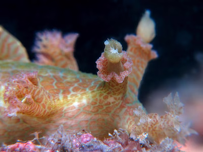 Marionia sp. 5 - Marionia sp. 5