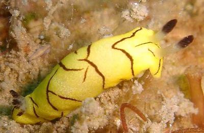 Paradoris sp. 2 - Paradoris sp. 2