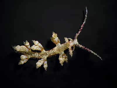 Cratena sp. 3 - Cratena sp. 3