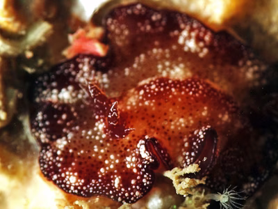 Discodoris boholiensis - Discodoris boholiensis