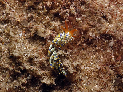 Tenellia sp. 30 - Tenellia sp. 30