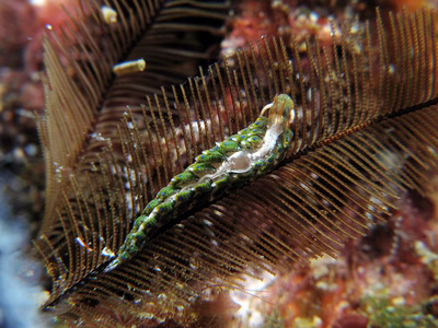 Tenellia sp. 1 - Tenellia sp. 1