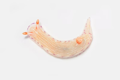 Hypselodoris sp. 2 - Hypselodoris sp. 2