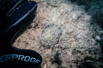 Thordisa villosa - Thordisa villosa