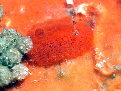 Rostanga arbutus - Rostanga arbutus