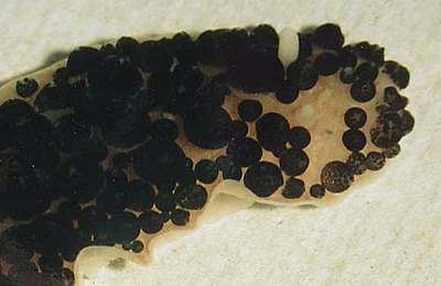 Ceratophyllidia africana - Ceratophyllidia africana