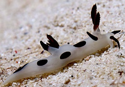 Trapania naeva - Trapania naeva