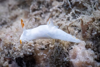 Trapania vitta - Trapania vitta