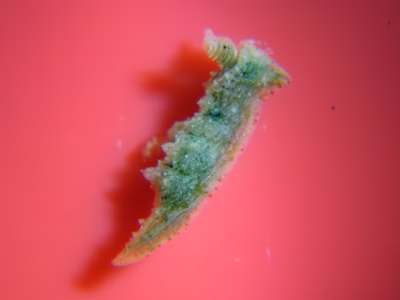 Polycera sp. 6 - Polycera sp. 6