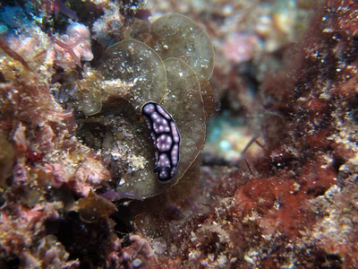 Phyllidiella annulata - Phyllidiella annulata