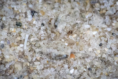 Haminoea sp. 15 - Haminoea sp. 15