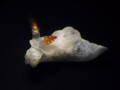 Goniodoris sp. 4 - Goniodoris sp. 4