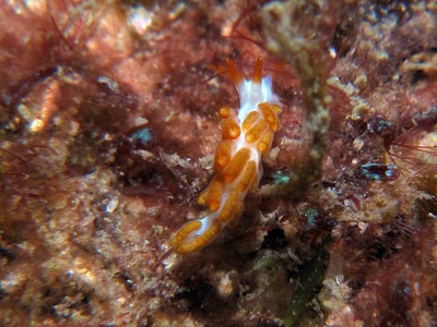 Tenellia acinosa - Tenellia acinosa