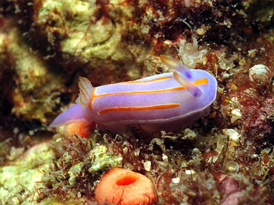 Mexichromis trilineata - Mexichromis trilineata