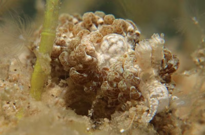 Noumeaella rehderi - Noumeaella rehderi