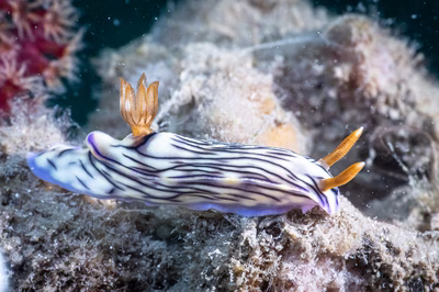 Hypselodoris zephyra - Hypselodoris zephyra