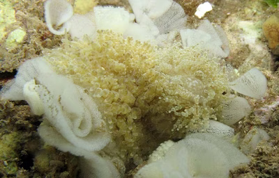 Phestilla lugubris - Phestilla lugubris