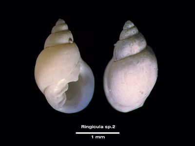Ringicula sp. 2 - Ringicula sp. 2