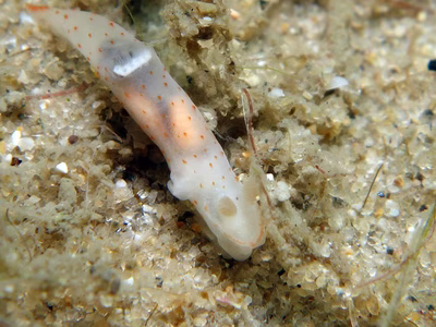 Gymnodoris sp. 9 - Gymnodoris sp. 9