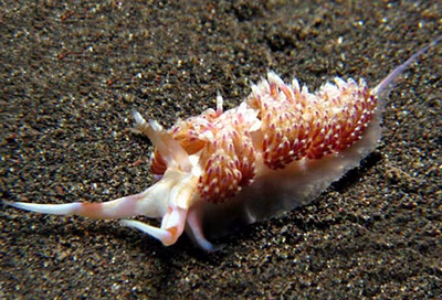 Godiva rachelae - Godiva rachelae