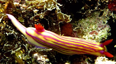 Hypselodoris centunculus - Hypselodoris centunculus