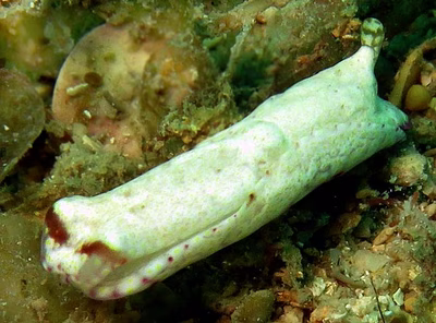 Philinopsis coronata - Philinopsis coronata