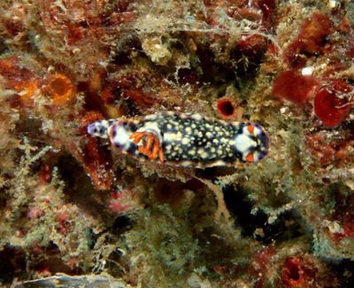 Hypselodoris kanga 2 - Hypselodoris kanga 2