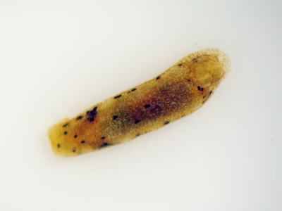 Runcina sp. 2 - Runcina sp. 2