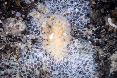 Limacia ornata - Limacia ornata