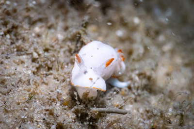 Verconia simplex - Verconia simplex