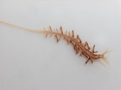 Tergipes sp. 1 - Tergipes sp. 1