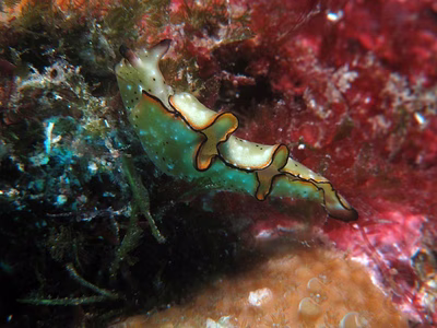 Elysia marginata - Elysia marginata