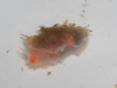 Fiona pinnata - Fiona pinnata