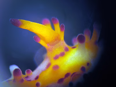 Aegires villosus - Aegires villosus