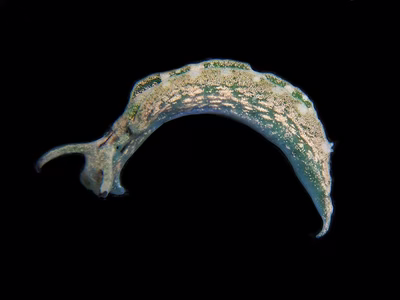 Elysia hirasei - Elysia hirasei