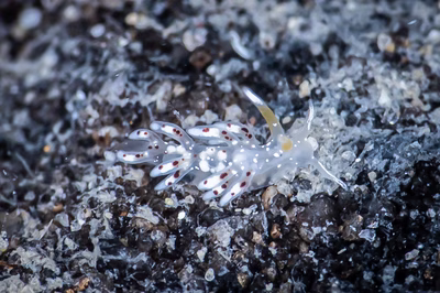 Tenellia sp. 62 - Tenellia sp. 62