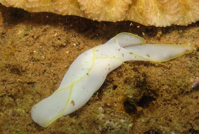 Chelidonura electra - Chelidonura electra