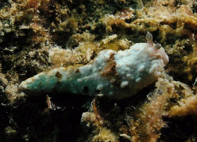 Dermatobranchus tuberculatus - Dermatobranchus tuberculatus