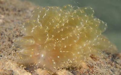 Cyerce elegans - Cyerce elegans