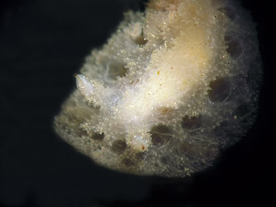 Atagema sp. 3 - Atagema sp. 3