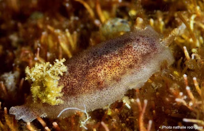 Thordisa albomacula - Thordisa albomacula