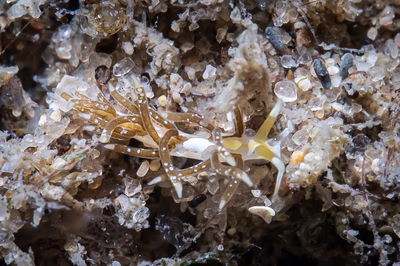 Tenellia sp. 17 - Tenellia sp. 17