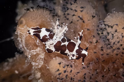 Trapania sp. 4 - Trapania sp. 4